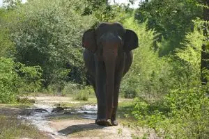 Discover Sri Lanka’s Best Beaches: A Guide to the Top Coastal Destinations